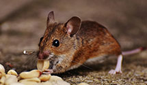 Find Exterminators in Chowan County